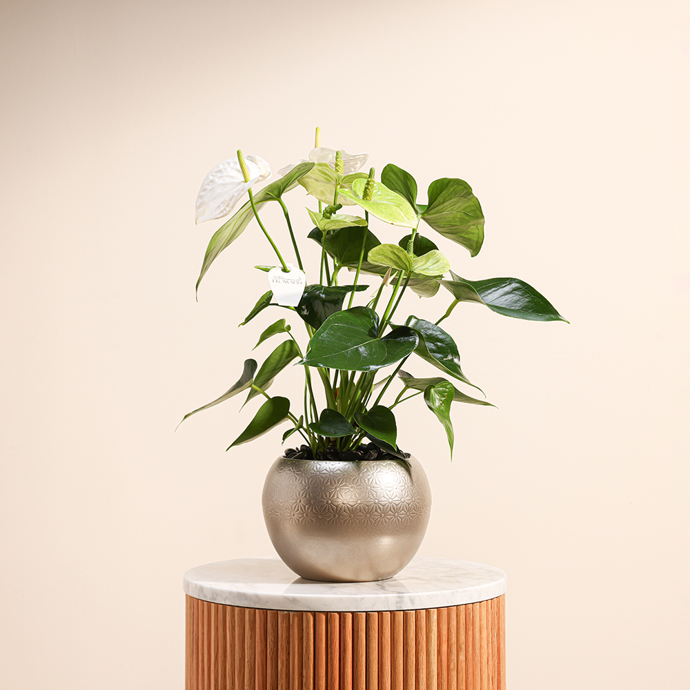 White Anthurium Plant | Sliver Pot