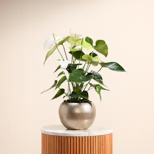 White Anthurium Plant | Sliver Pot