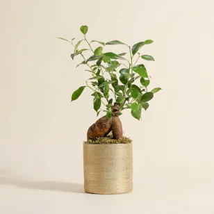 Magical Ficus Ginseng Plant