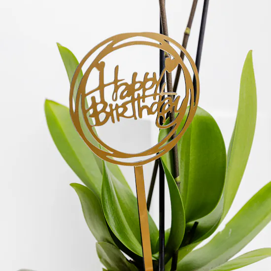Happy Birthday Purple Orchid Plant