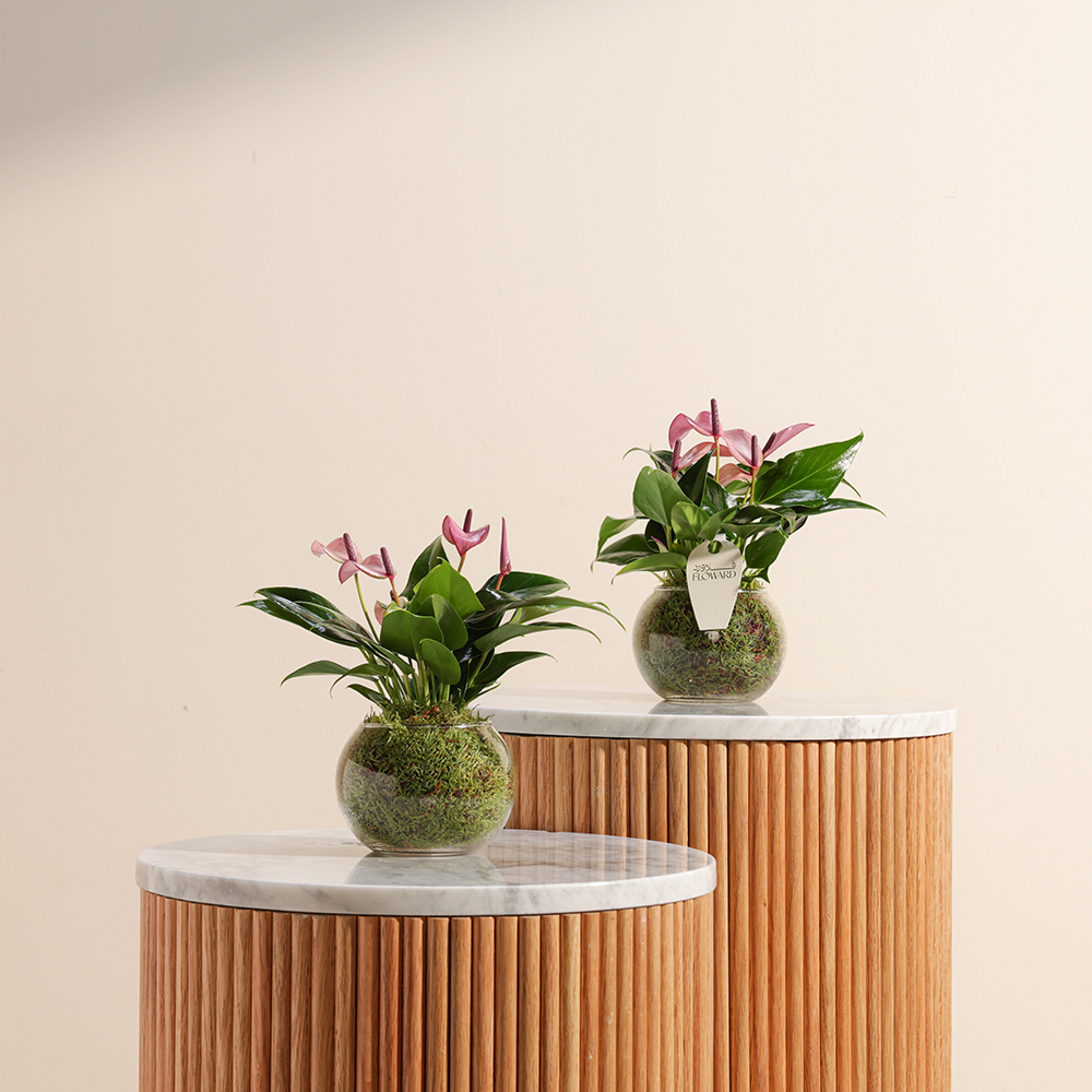 Mini Purple Anthurium