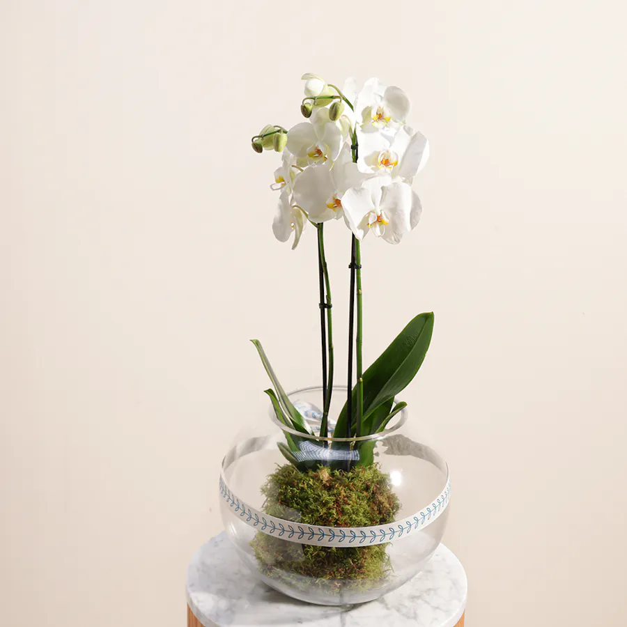 White Orchid Plant | Glass Pot 3