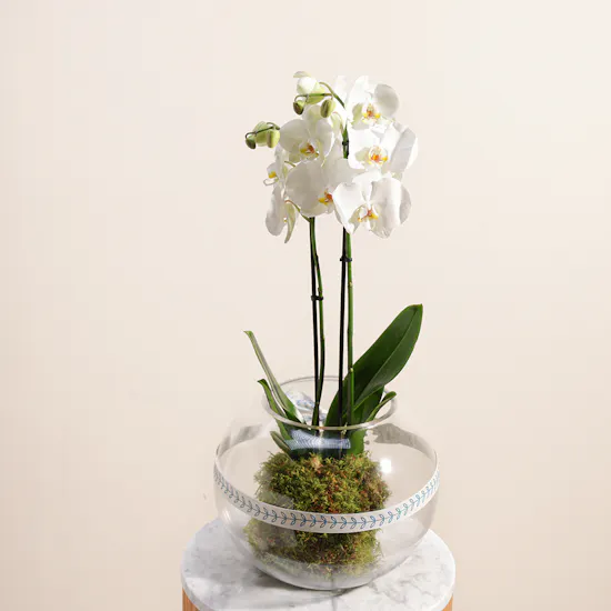 White Orchid Plant | Glass Pot