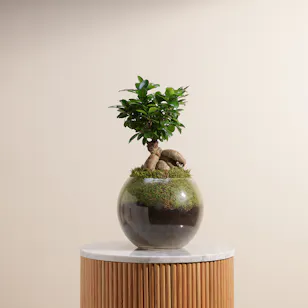 Ficus Microcarpa Tree