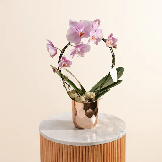 Elegant Pink Orchid