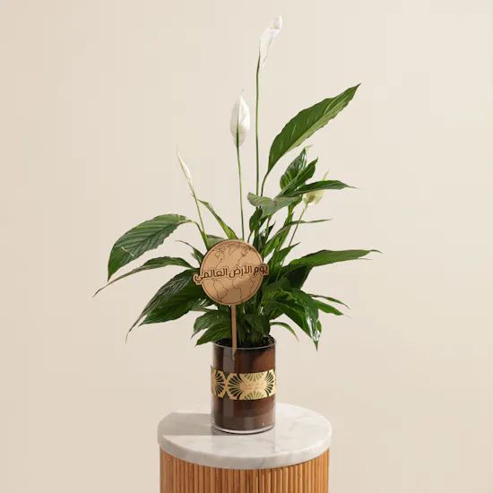 Delight Colombia Peace Lily Earth Day Plant