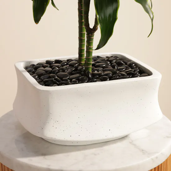 Delightful Dracaena Lemon Lime Plant