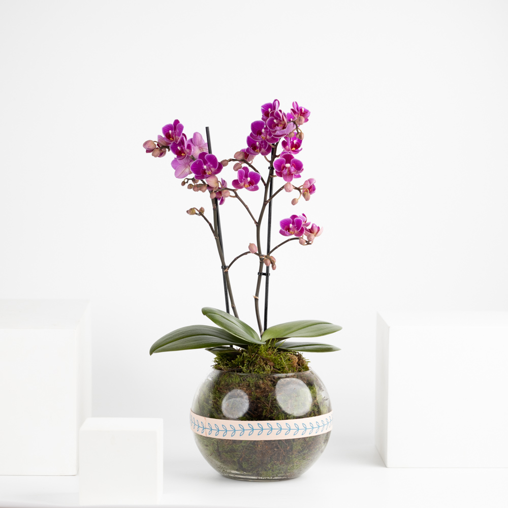 Purple Mini Orchids Plant