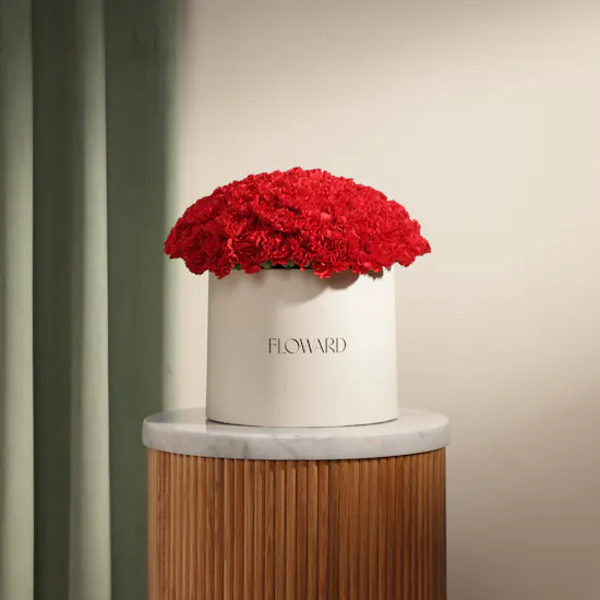 Emotional Red Carnation Box | 75 Flowers