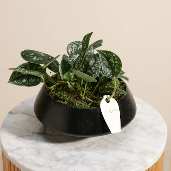 Stunning Scindapsus Plant
