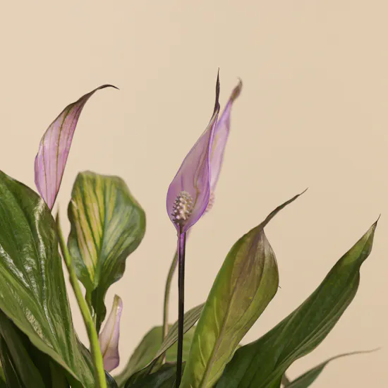 Dreamy Purple Spathiphyllum Plant
