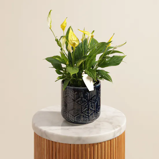 Distinctive Yellow Spathiphyllum Plant