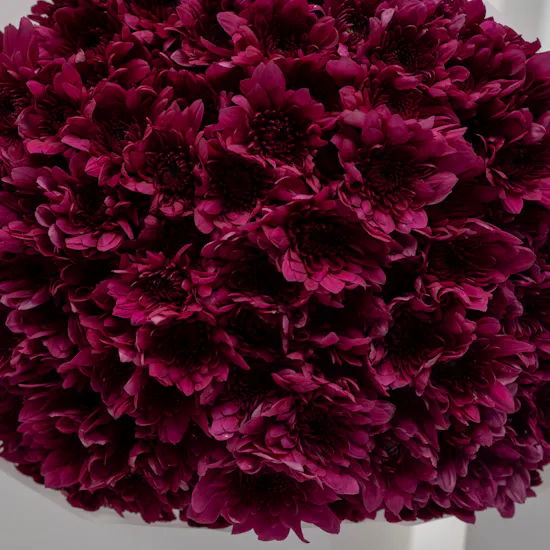 Sucre De Nada Cake | Purple Joy