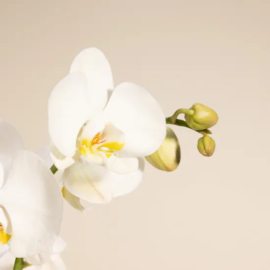 Happy Birthday Orchid Plant