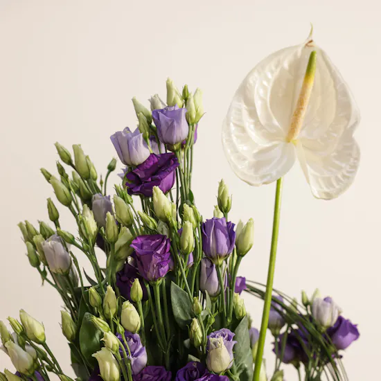 The Enchanting Eustoma