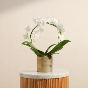 Artistic White Infinity Circle Phalaenopsis Plant