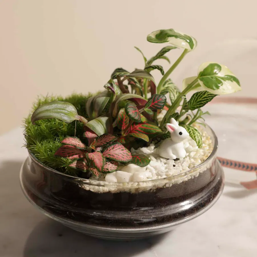 Tropical Dream | Closed Terrarium 2