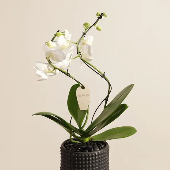 Majestic White Phalaenopsis Plant