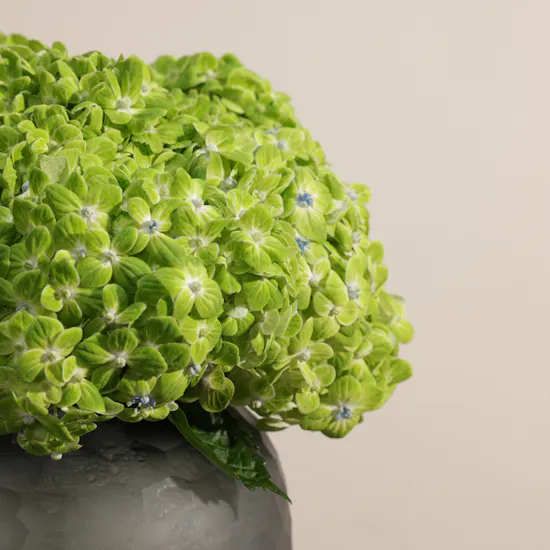 Simply Green Hydrangea Vase