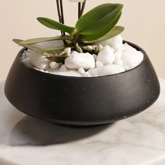 Enchanting Small Yellow Phalaenopsis Plant