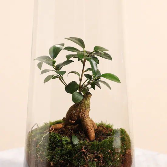 Ficus Microcarpa Inside Succulent