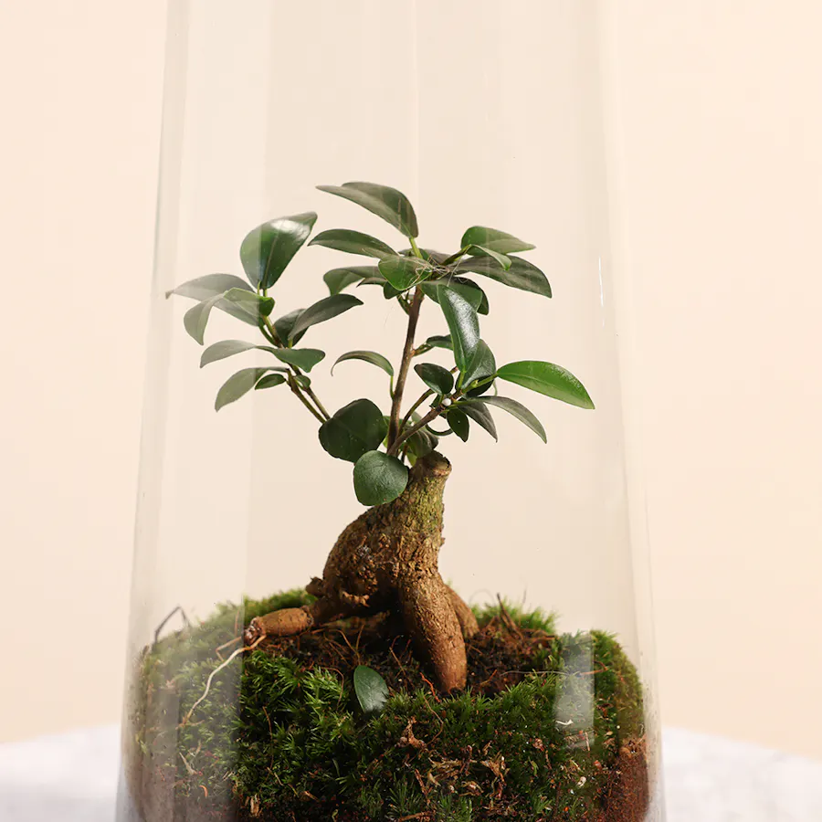 Ficus Microcarpa Inside Succulent 2