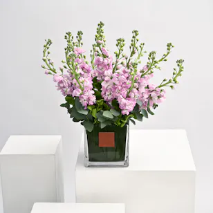 Pink Matthiola | Square Vase Pink Matthiola | Square Vase