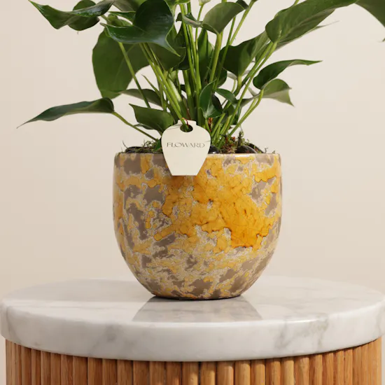 Unique White Anthurium Plant