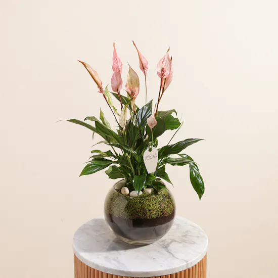 Peace Lilies Pink
