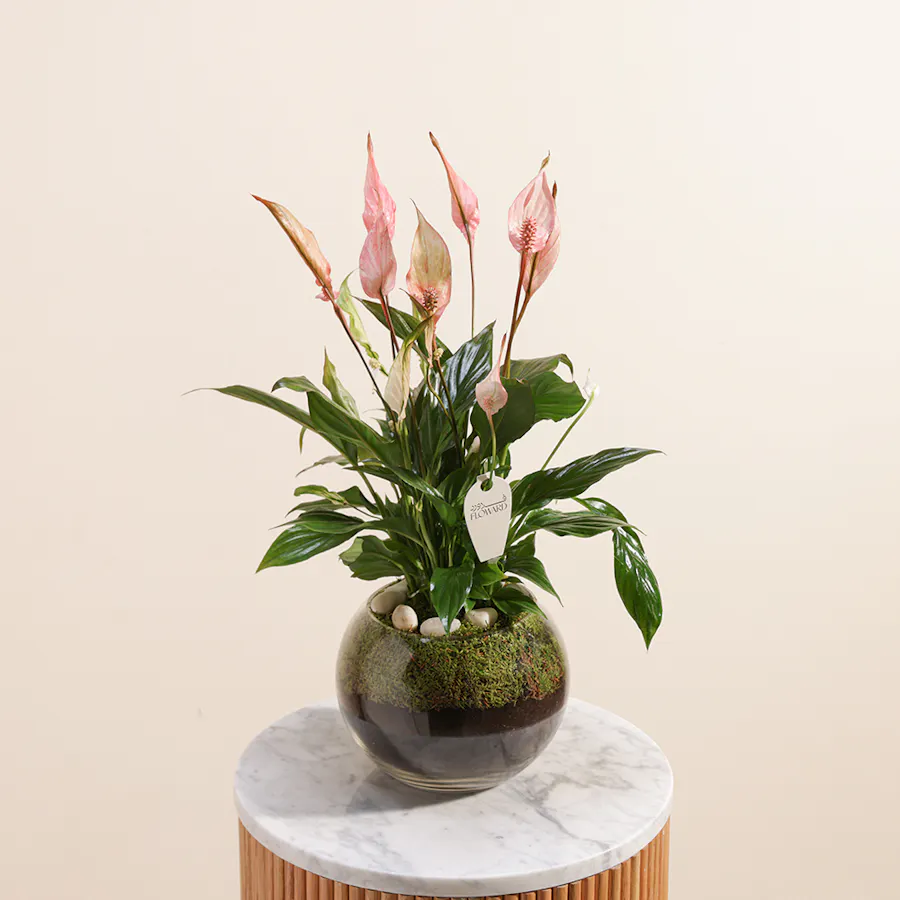 Peace Lilies Pink 3