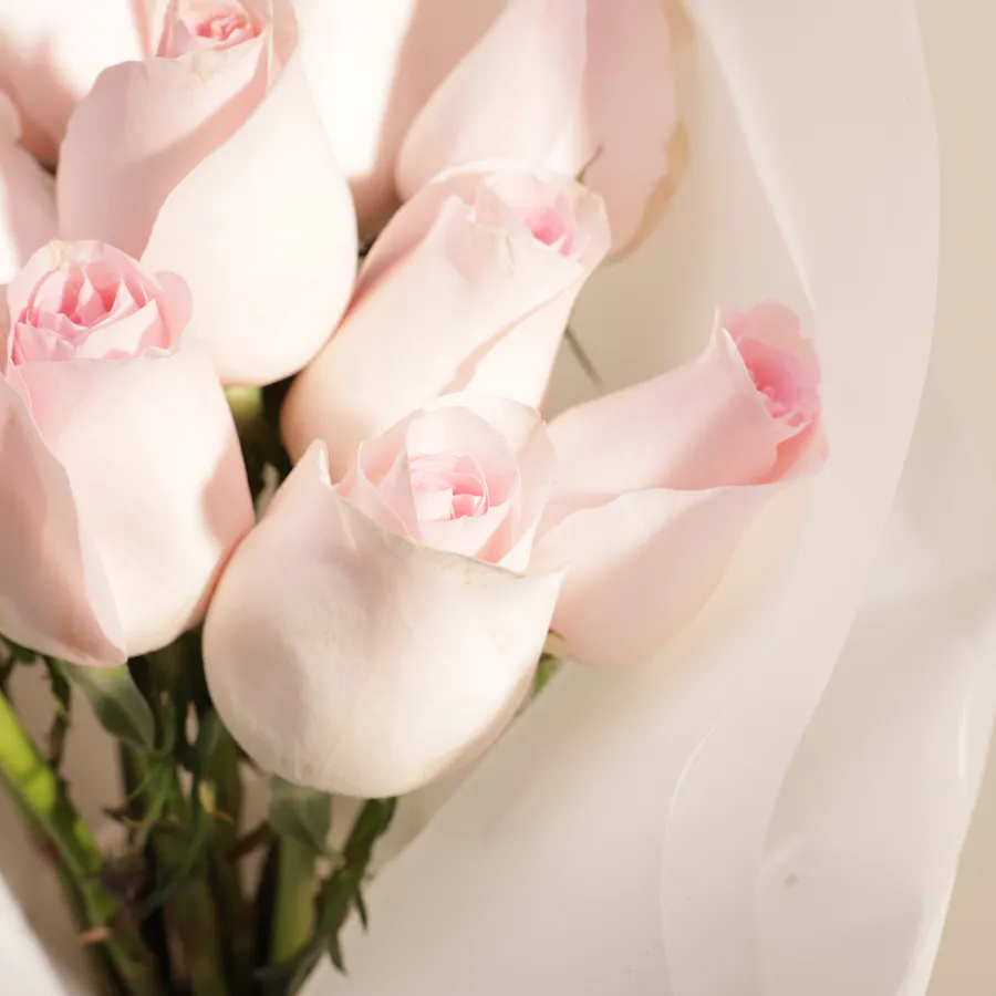 Forever Yours Light Pink Roses Bouquet | 12 Flowers  5