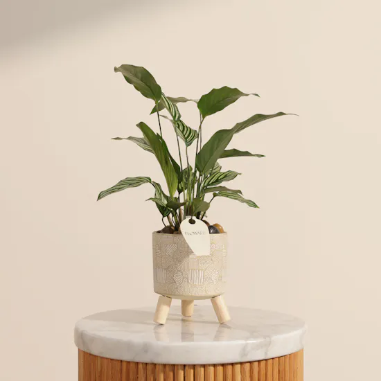 Unique Calathea Vittata Plant
