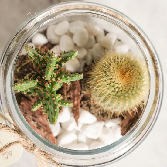 Carolina Herrera Bad Boy Colbat Elixir Set | Unique Open Cactus Terrarium Plant