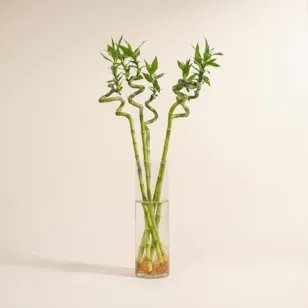Bamboo Plant Vase | 5 Lucky Bamboo Bamboo Plant Vase | 5 Lucky Bamboo