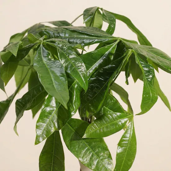 Money Tree Pachira Aquatica Plant