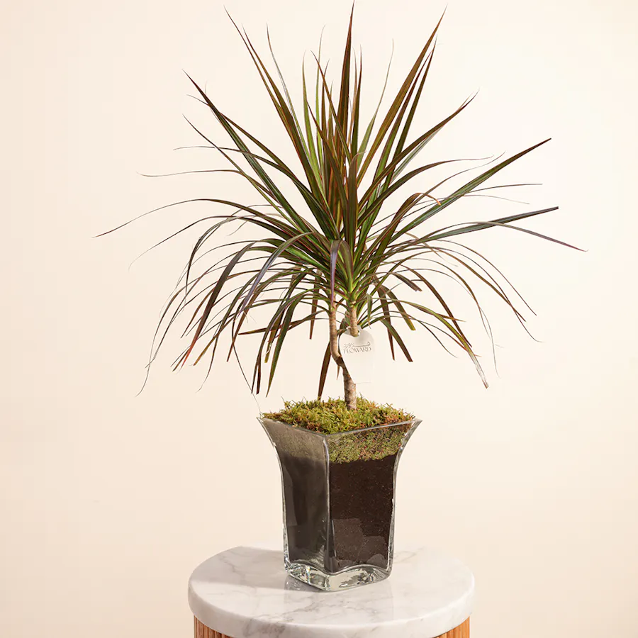 Dracaena Marginata 2