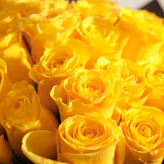 Harmonious Yellow Roses Bouquet | 50 Roses