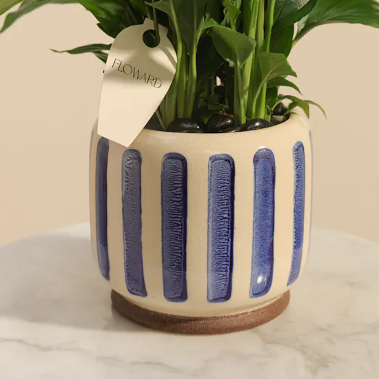 Elegant Spathiphyllum Bellini Plant