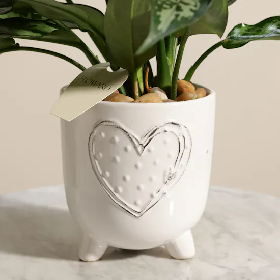 Passionate Aglaonema Maria Plant