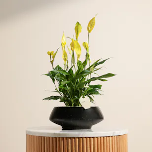 Serene Yellow Spathiphyllum Plant