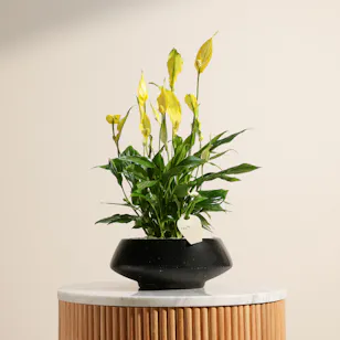 Serene Yellow Spathiphyllum Plant Serene Yellow Spathiphyllum Plant