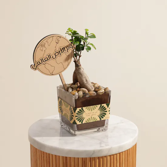 Stunning Japanese Ficus Ginseng Earth Day Plant