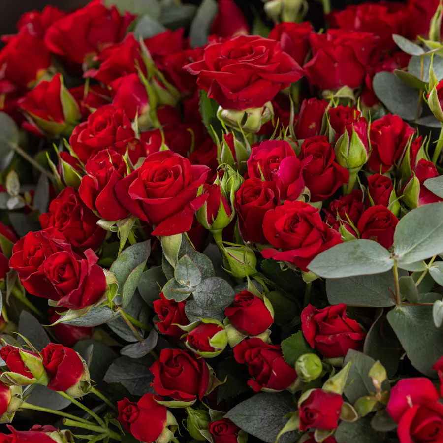 50 Red Baby Roses | Black Wrap 4