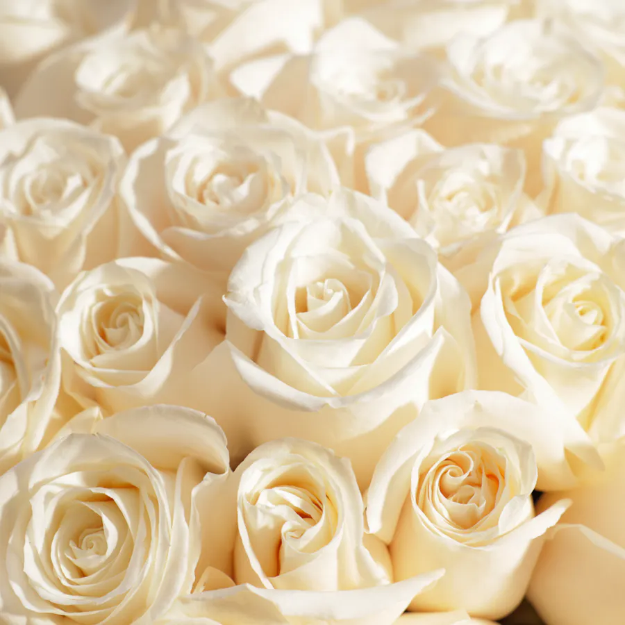 Snowy Bliss Bouquet | 150 Roses 3