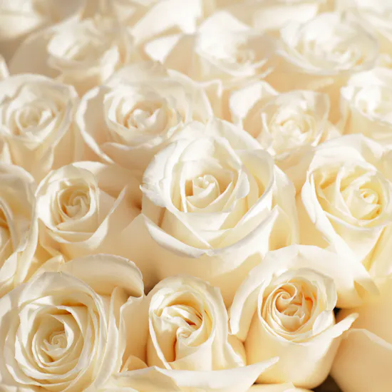 Snowy Bliss Bouquet | 150 Roses