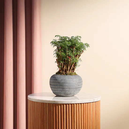 Polyscias Plant | Grey Pot