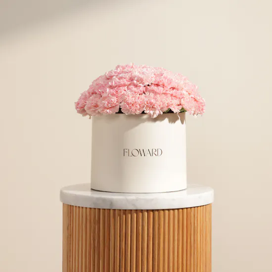 Serene Pink Carnation Box | 75 Flowers