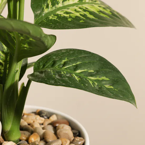 Stunning Large Dieffenbachia Plant