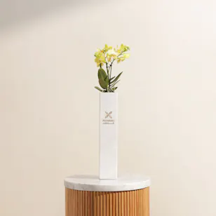 Shinny Yellow Orchid Plant Vase