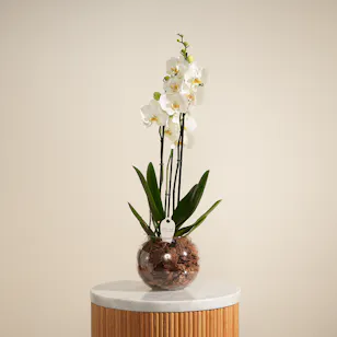 Pure Orchid Plant Vase